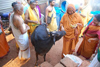 ಶ್ರೀ ಶ್ರೀ ಗಳ ಗೋ-ಪ್ರೇಮ. | Shri Samsthana Shri Shri Raghaveshwara Swamiji feeding the love to the Gou Matha.