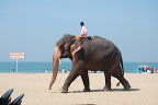 ಸಮುದ್ರತೀರದಲ್ಲಿ ವಿಹರಿಸುತ್ತಿರುವ ಗಜರಾಯ | Elephant at Sea-shore
