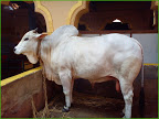 Raja Nandi