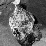 ಶ್ರೀ ಆತ್ಮಲಿಂಗ